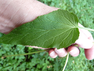 Feuilles caulinaires alternes. Agrandir dans une nouvelle fenêtre (ou onglet)